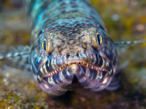 Lizardfish, Tulamben by Doug Anderson 